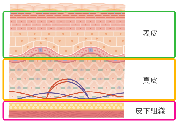 肌を構成する各層に効かせることがポイント！